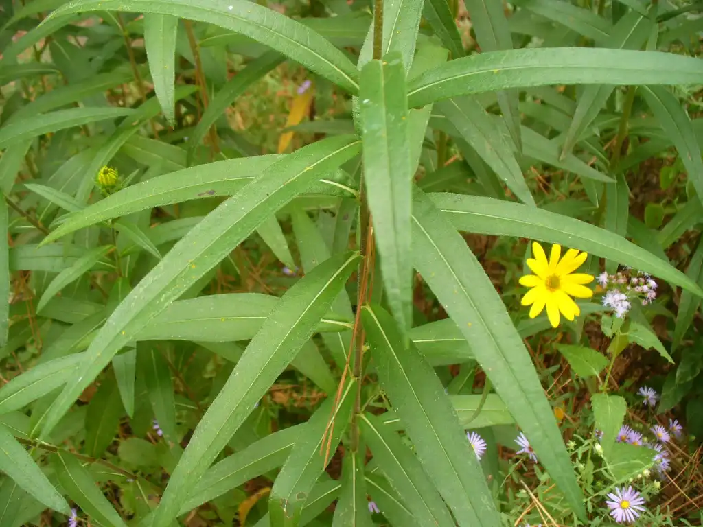 Photo of Helianthus maximiliani - Leaves in the fall in Moore County:Susan Strine