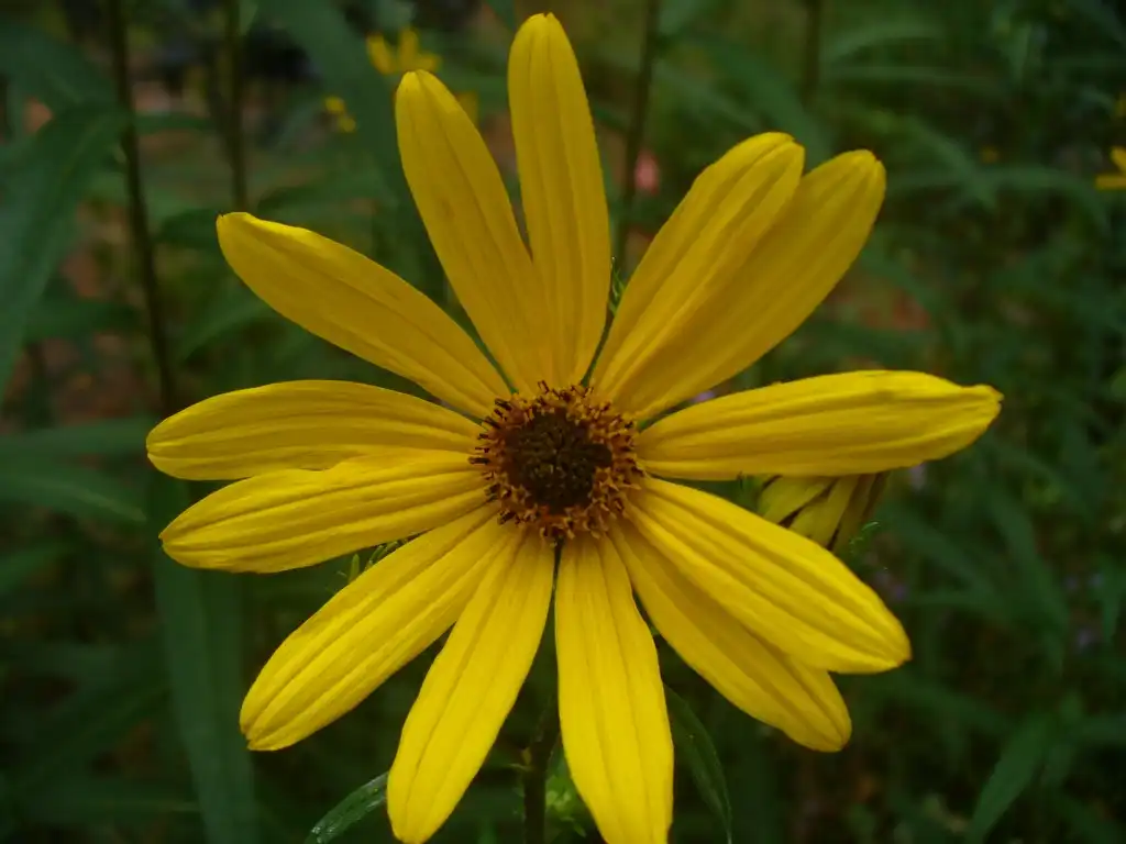 Photo of Helianthus maximiliani - Flower in the fall in Moore County:Susan Strine