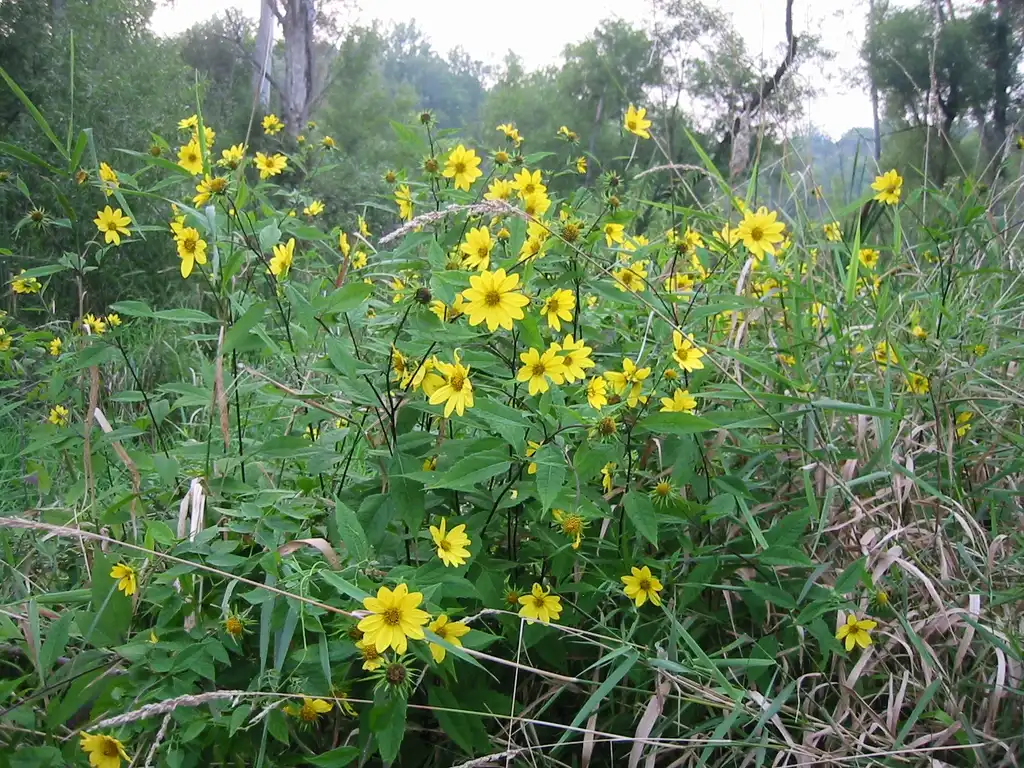 Фото Helianthus microcephalus (Helianthus microcephaluss)