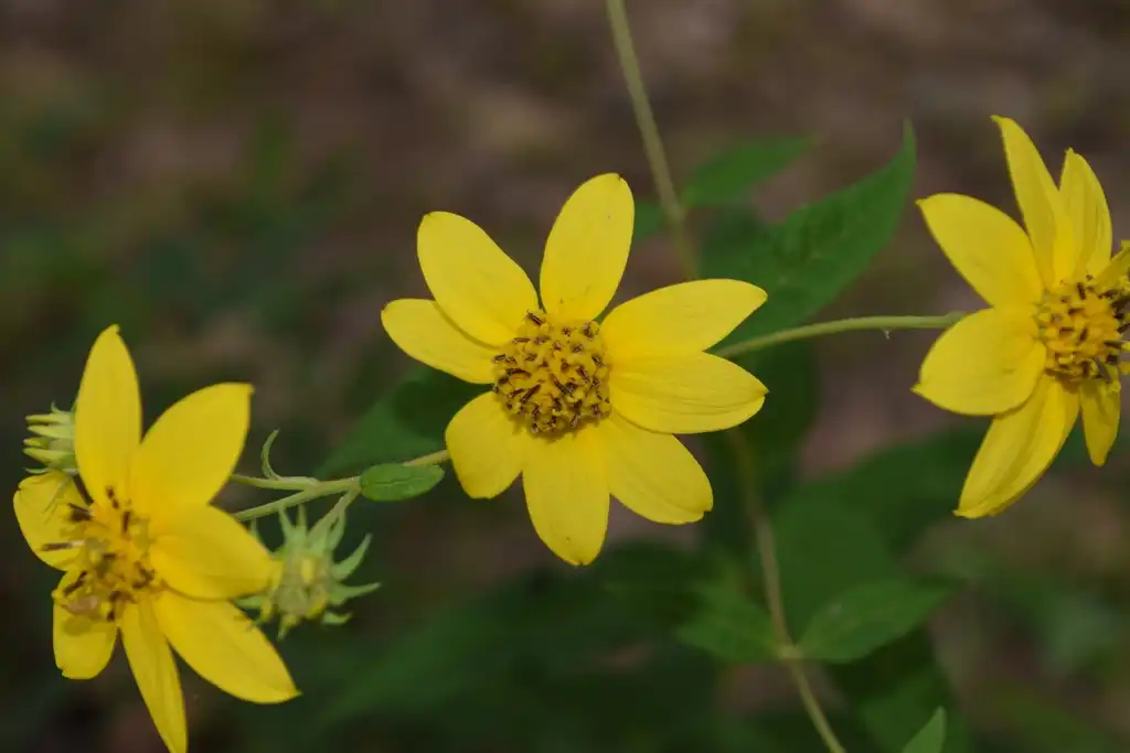 Фото Helianthus microcephalus (Helianthus microcephaluss)