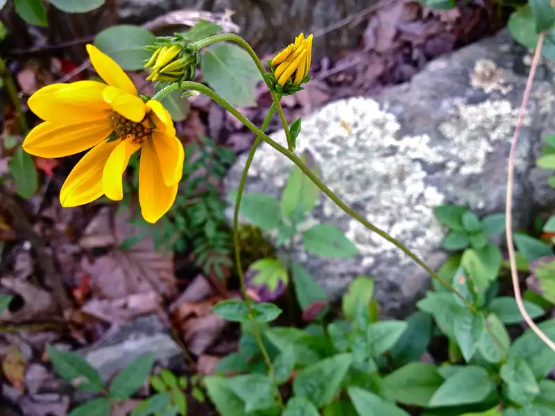 Photo of Helianthus occidentalis ssp. occidentalis (Helianthus occidentalis ssp. occidentaliss)