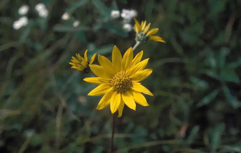 Photo of Helianthus occidentalis ssp. occidentalis (Helianthus occidentalis ssp. occidentaliss)