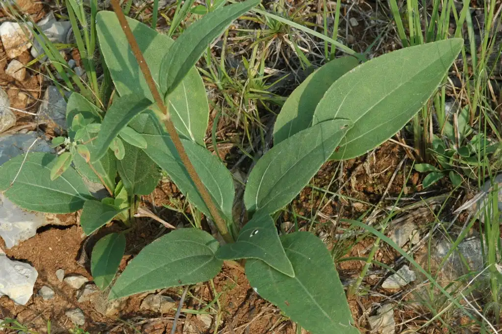 Photo of Helianthus occidentalis ssp. occidentalis - Foliage:David Hess