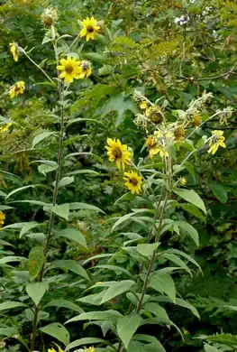 Foto de Helianthus resinosus (Helianthus resinosuss)