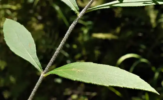 Foto de Helianthus resinosus (Helianthus resinosuss)