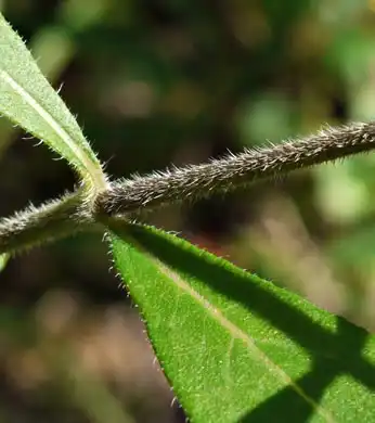 Foto de Helianthus resinosus - Stem:JK Marlow