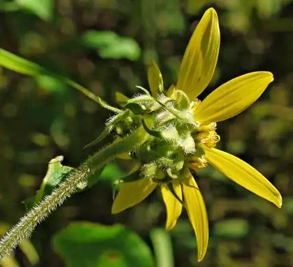 Foto de Helianthus resinosus - Underside of flower:JK Marlow