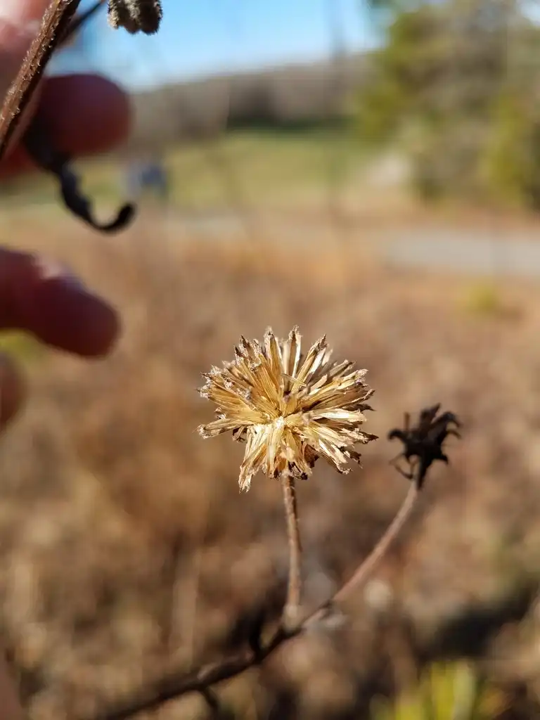 Foto de Helianthus schweinitzii (Helianthus schweinitziis)