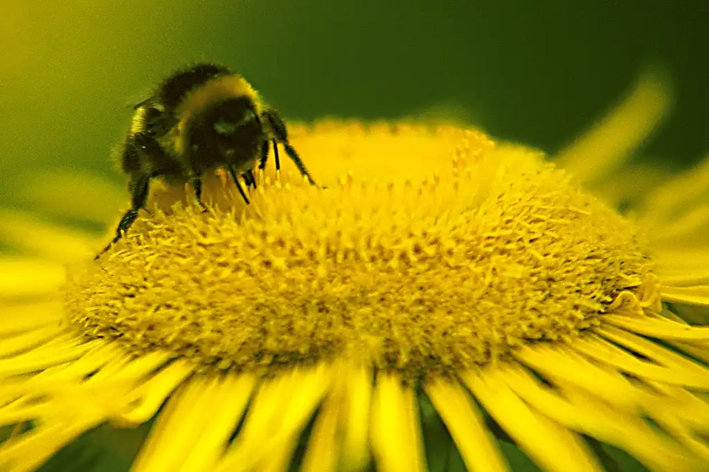 Фото Helianthus (Helianthuss)