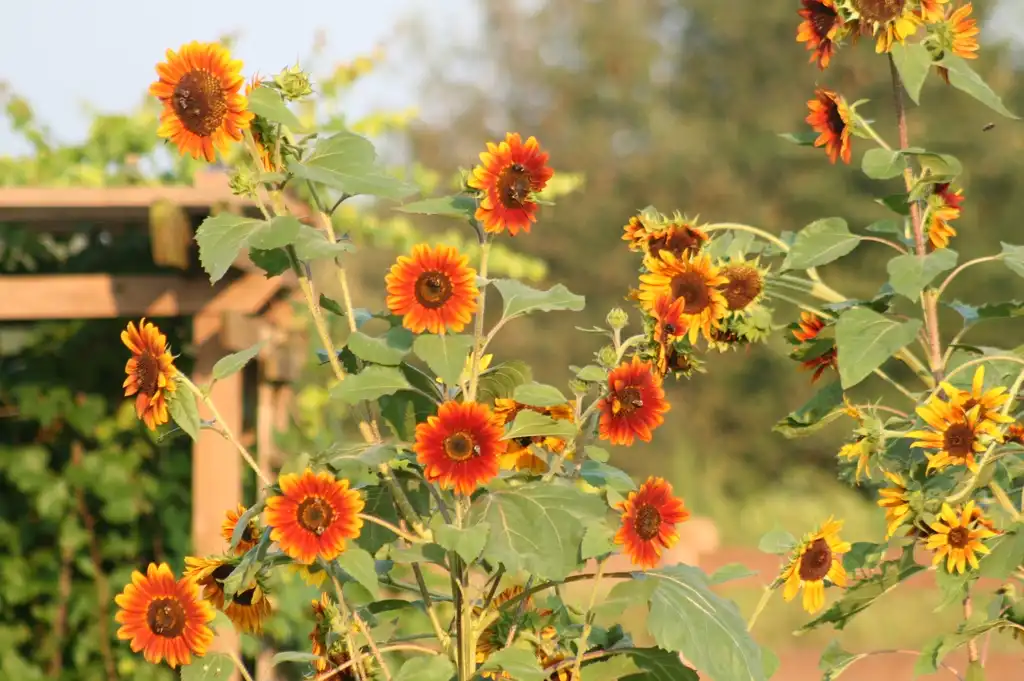 Фото Helianthus (Helianthuss)