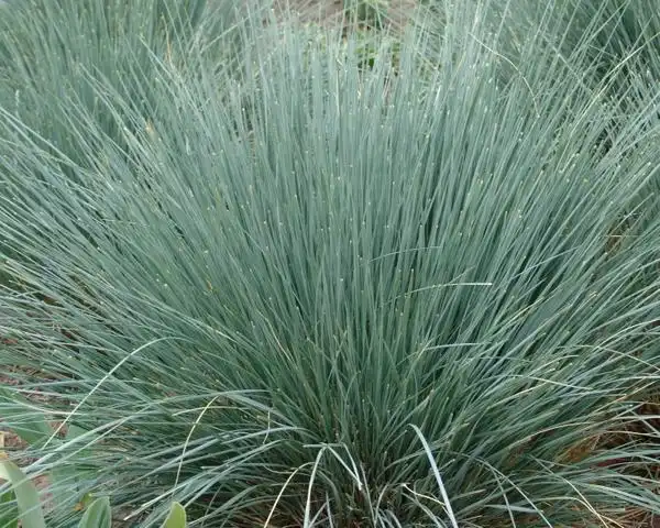 Photo of Helictotrichon sempervirens (Helictotrichon sempervirenss)