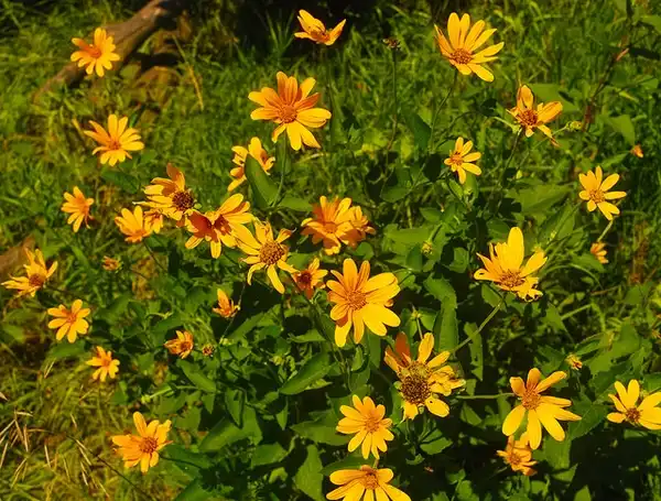 Photo of Heliopsis helianthoides (Heliopsis helianthoidess)