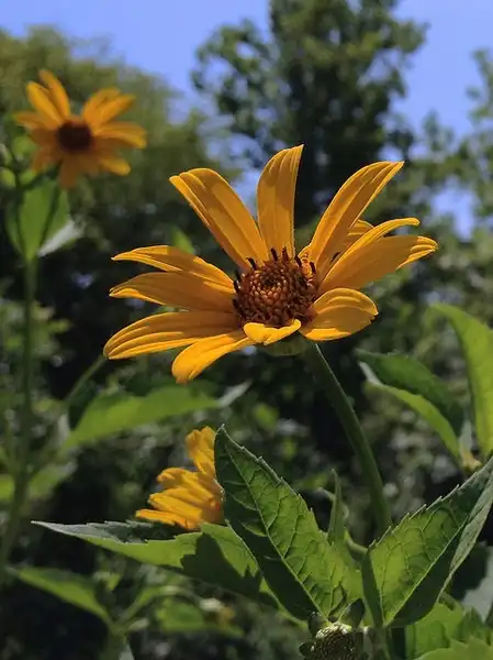 Photo of Heliopsis helianthoides (Heliopsis helianthoidess)