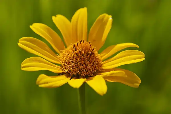 Photo of Heliopsis helianthoides - Bloom:bwinesett