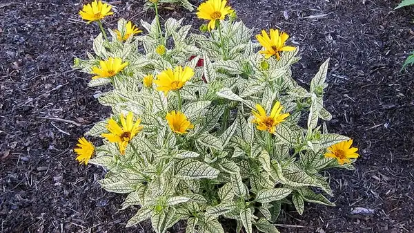 Photo of Heliopsis helianthoides - 'Sunstruck':KM