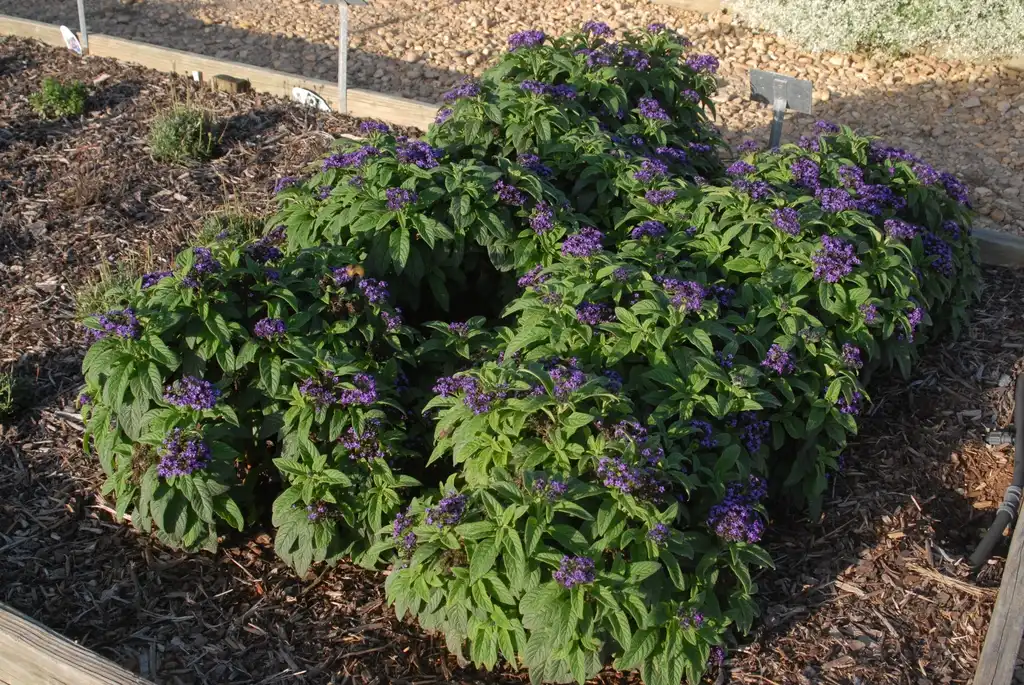 Foto de Heliotropium arborescens (Heliotropium arborescenss)