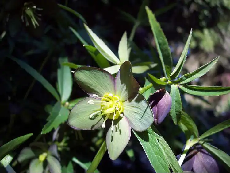 Photo of Helleborus croaticus (Helleborus croaticuss)