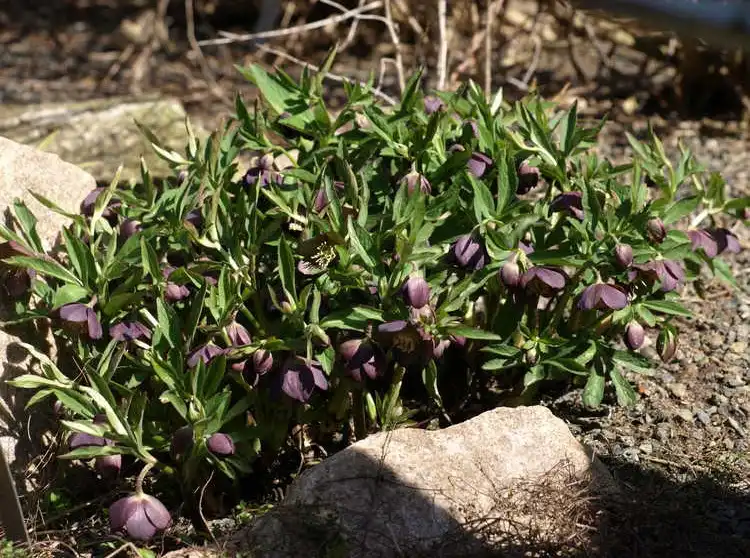 Photo of Helleborus croaticus (Helleborus croaticuss)