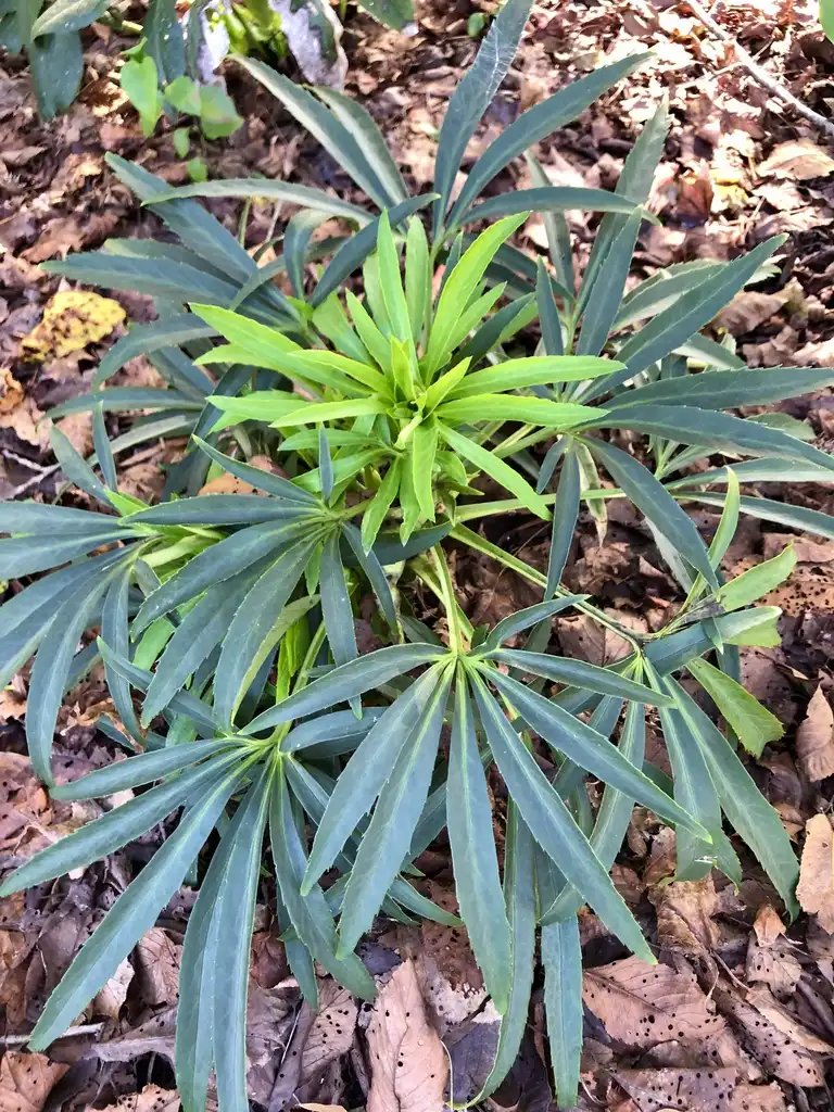 Photo of Helleborus foetidus (Helleborus foetiduss)