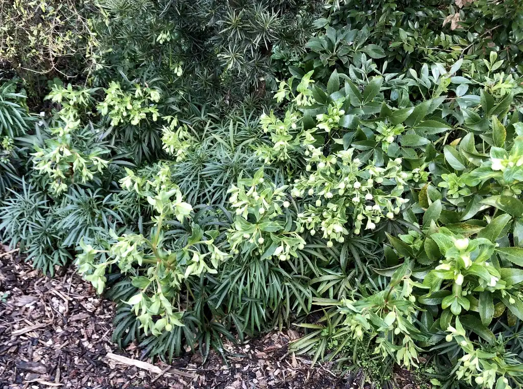 Photo of Helleborus foetidus (Helleborus foetiduss)