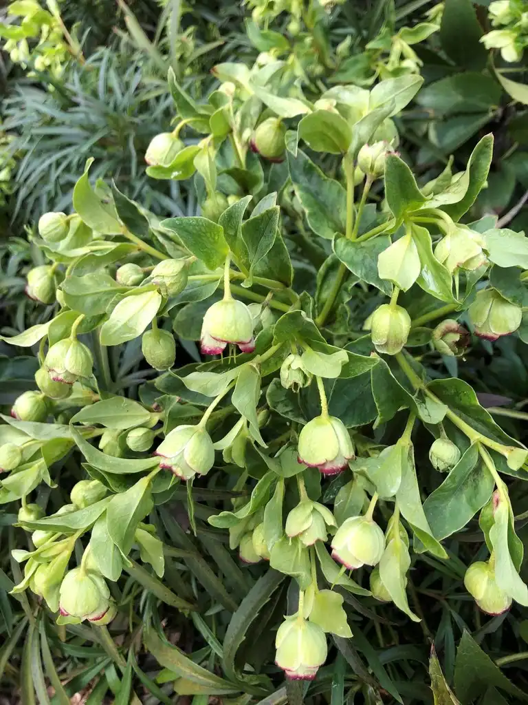 Photo of Helleborus foetidus - Flowers and leaves (Wake County, NC)-Late Winter:Cathy Dewitt