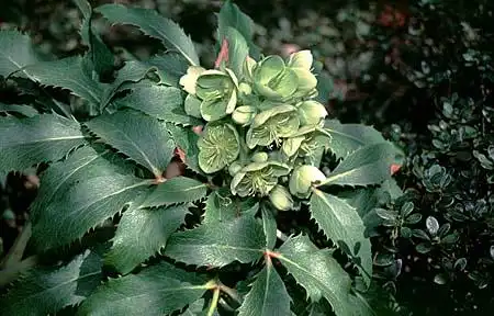 Photo of Helleborus lividus subsp. corsicus (Helleborus lividus subsp. corsicuss)
