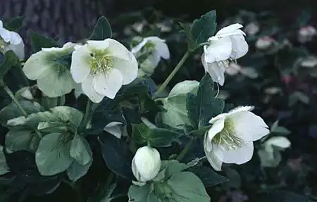 Photo of Helleborus niger (Helleborus nigers)