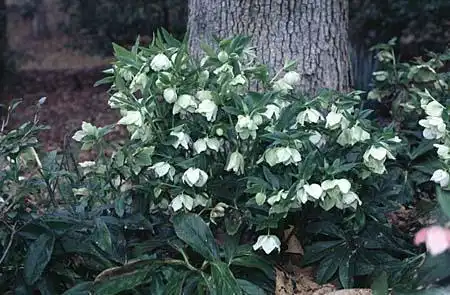 Photo of Helleborus niger (Helleborus nigers)