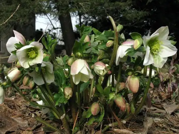 Фото Helleborus orientalis (Helleborus orientaliss)