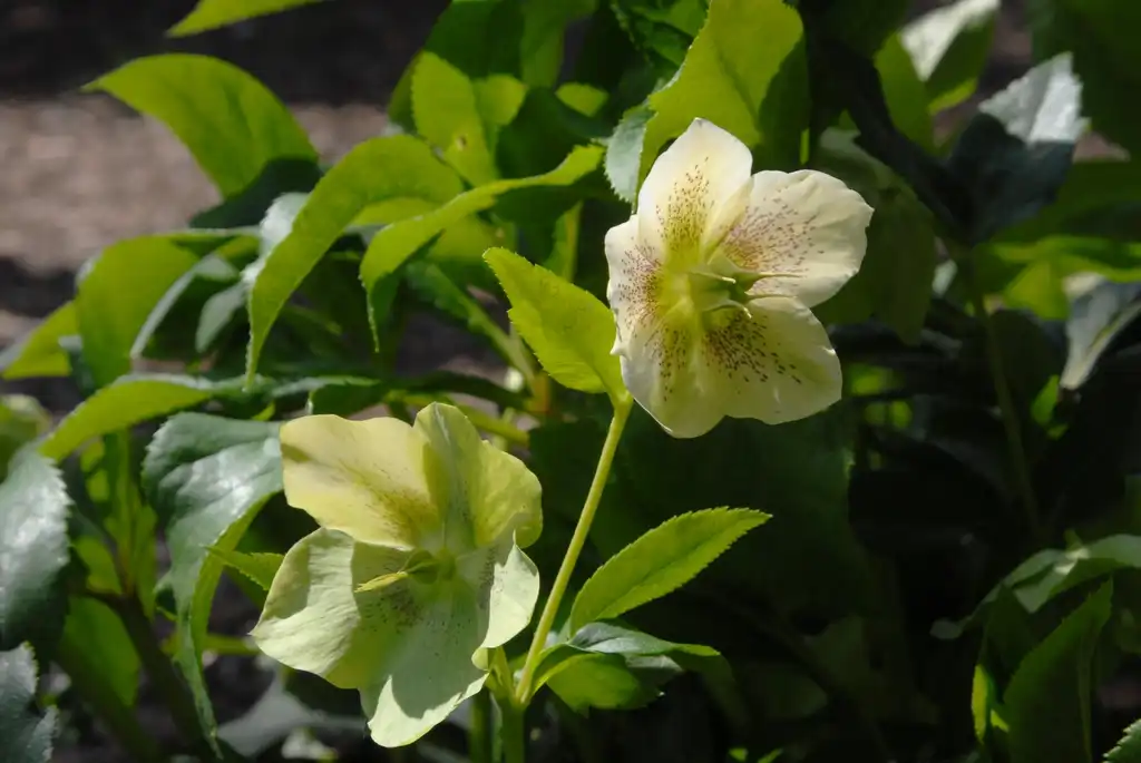Фото Helleborus orientalis - Flower Close-up:Jim Robbins