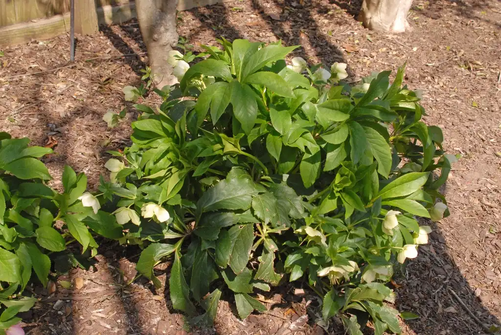 Фото Helleborus orientalis - Form:Jim Robbins