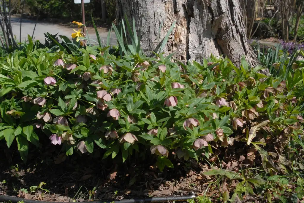 Фото Helleborus orientalis - Flower Form:Jim Robbins