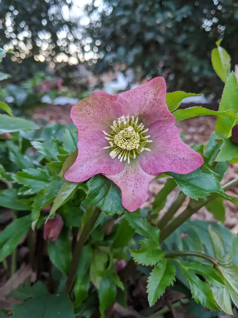 Фото Helleborus orientalis - stamens, Cabarrus County, NC:Hope Duckworth