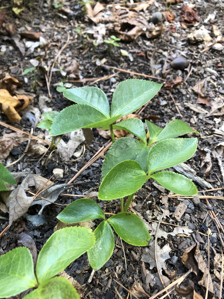 Фото Helleborus orientalis - Seedlings (Durham County,NC)-Mid Summer:Andrea Laine