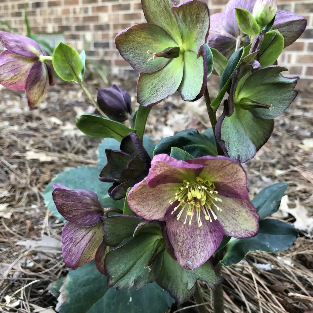 Foto de Helleborus x glandorfensis 'Ice N' Roses' (Helleborus x glandorfensis 'Ice N' Roses's)