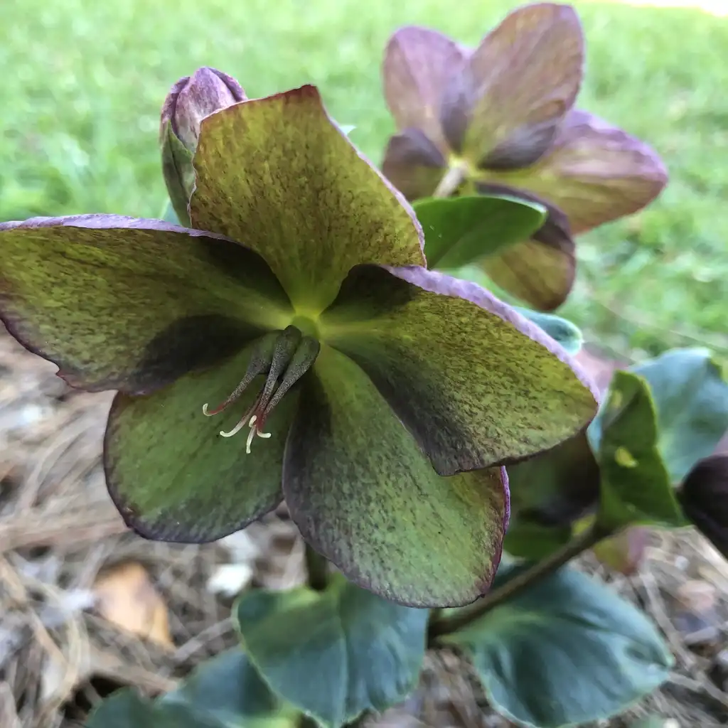 Foto de Helleborus x glandorfensis 'Ice N' Roses' - Bloom Detail (Pitt County,NC)-Early Spring:Jeannette Debs