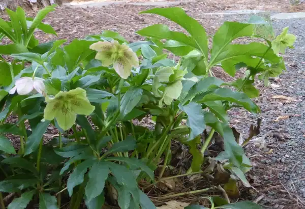 Photo of Helleborus x hybridus (Helleborus x hybriduss)