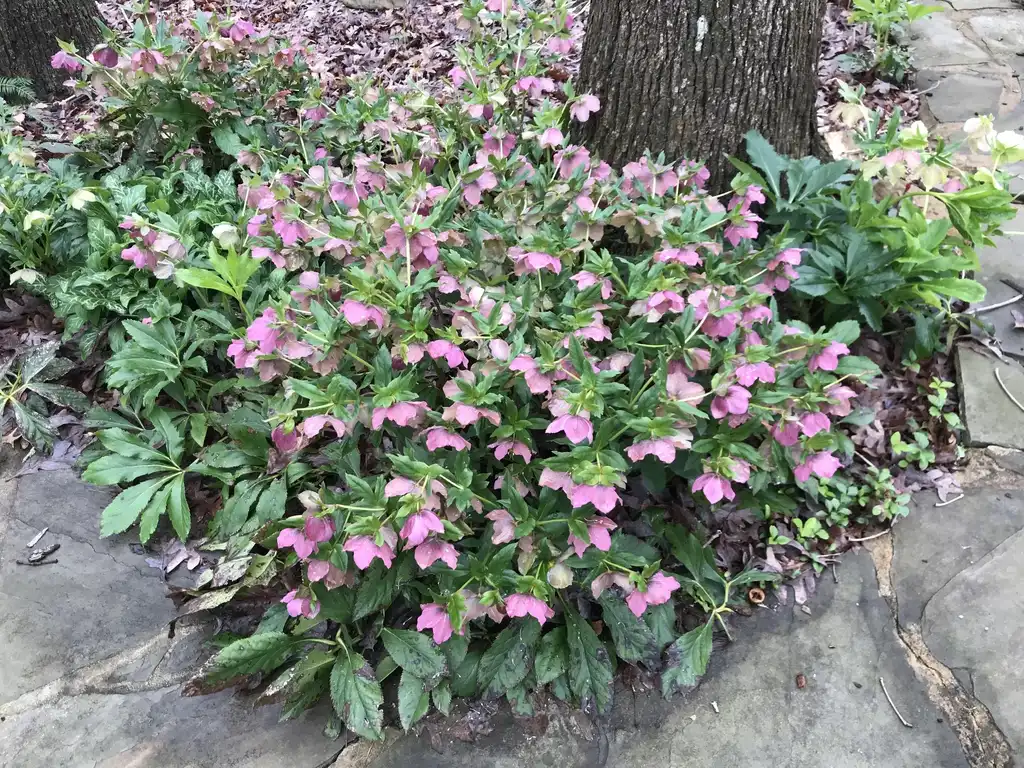 Photo of Helleborus x hybridus (Helleborus x hybriduss)
