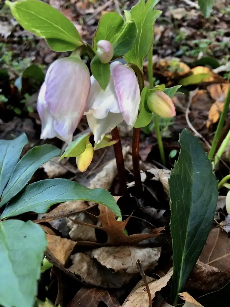 Photo of Helleborus x hybridus - New growth (Wake County, NC)-Late Winter:Cathy Dewitt