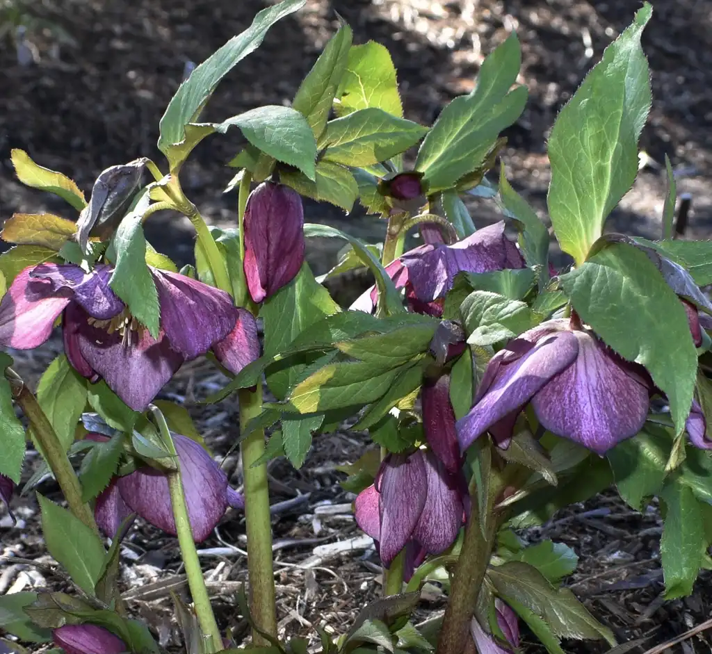 Photo of Helleborus x hybridus - Flower and Leaves (Wake County, NC)-Late Winter:Cathy Dewitt