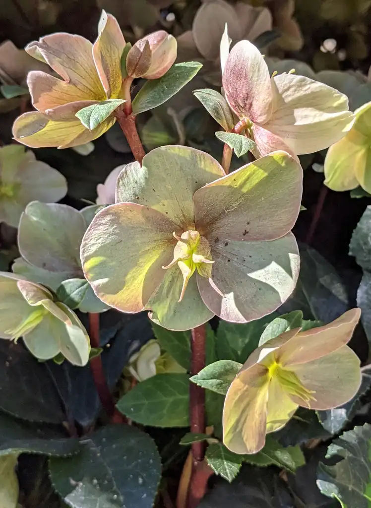 Photo of Helleborus x hybridus - Ballardiae 'Cinnamon Snow' Flowers:Ben A. Bergmann
