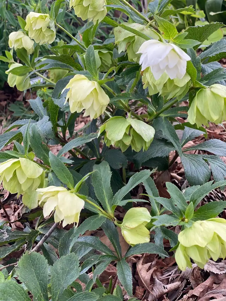 Photo of Helleborus x hybridus - 'Sparkling Diamond' Flower and Leaves (Davidson County, NC)-March:Kathy Sill