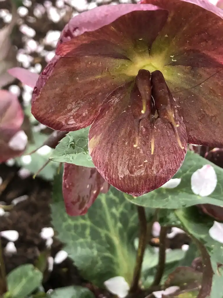Photo of Helleborus x hybridus - 'Penny's Pink' Flower Close-up (Wake County, NC):Cathy Dewitt
