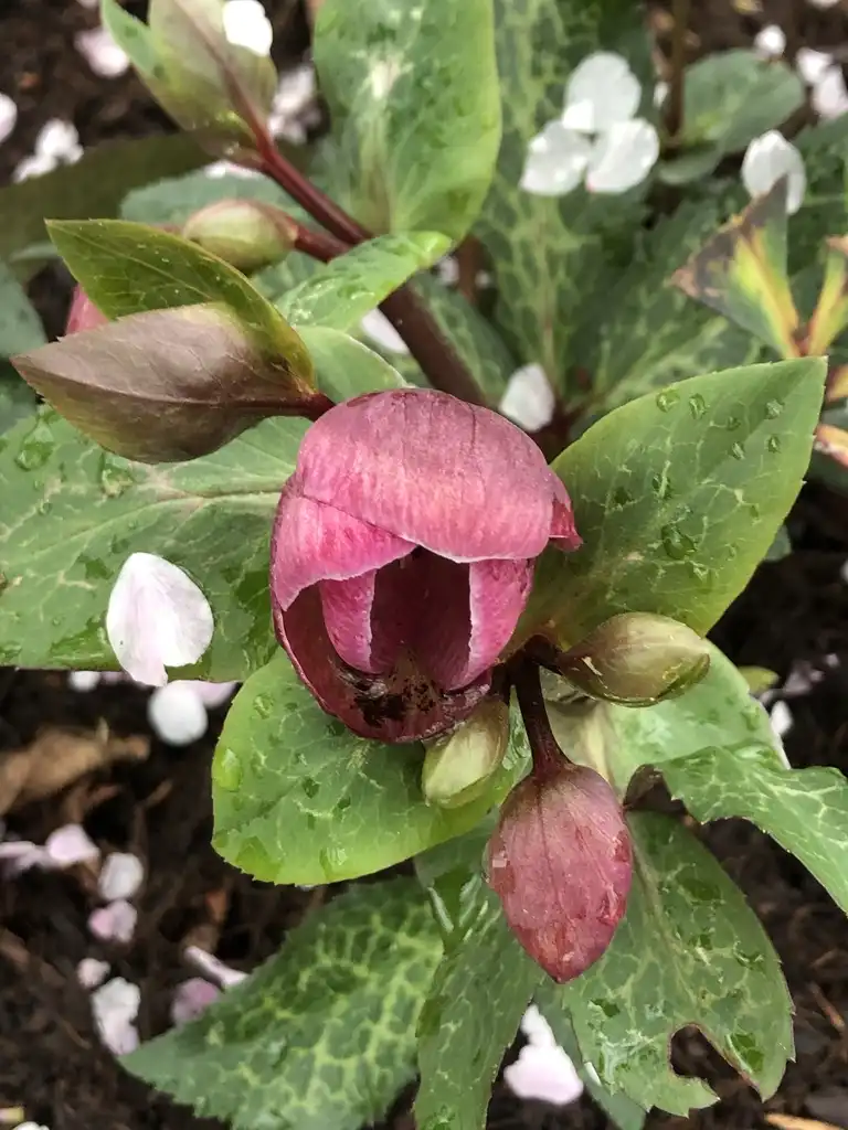 Photo of Helleborus x hybridus - 'Penny's Pink buds, Wake County, NC:Cathy Dewitt