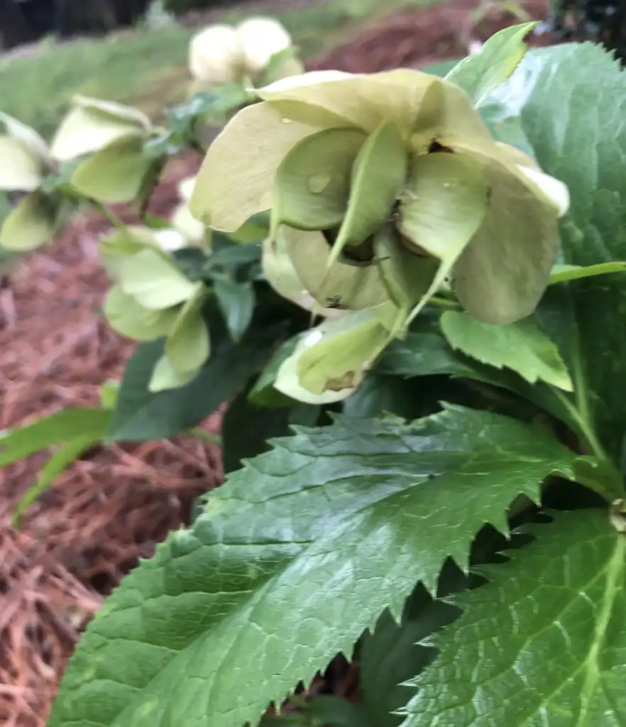 Photo of Helleborus x hybridus - Seed, Warren County, NC:Cathy Dewitt