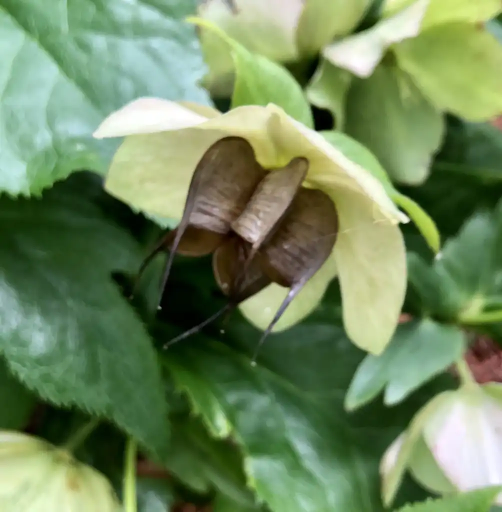 Photo of Helleborus x hybridus - opened seed pods, Wake County, NC:Cathy Dewitt
