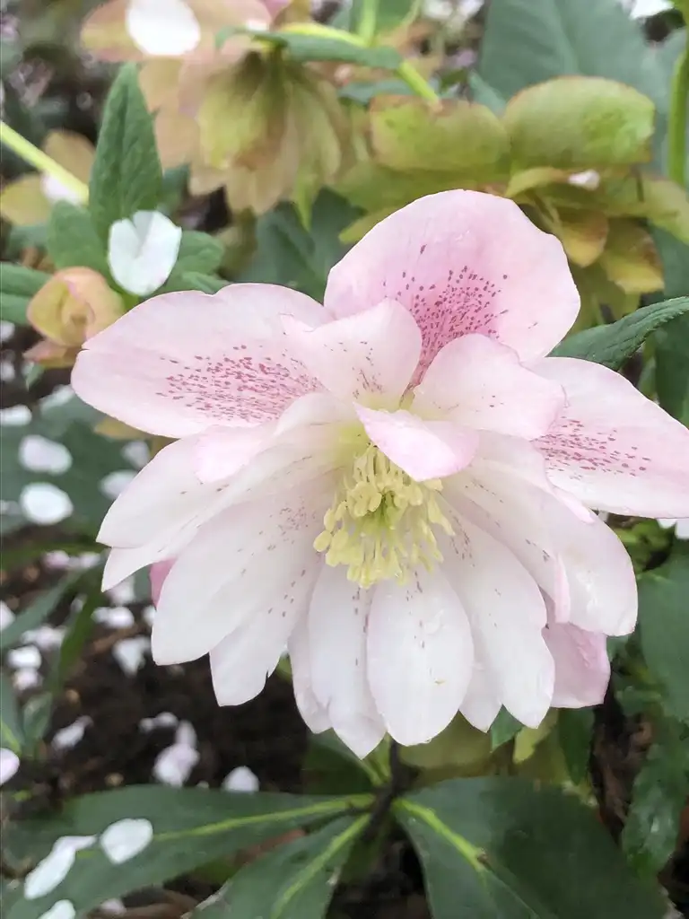 Photo of Helleborus x hybridus - 'Double Ellen Pink' yellow stamens in the center (Wake County, NC):Cathy Dewitt
