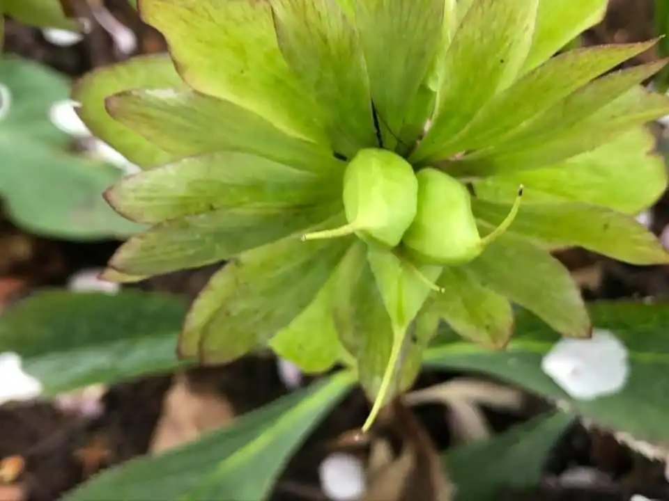 Photo of Helleborus x hybridus - Developing seed pods (Wake County, NC):Cathy Dewitt