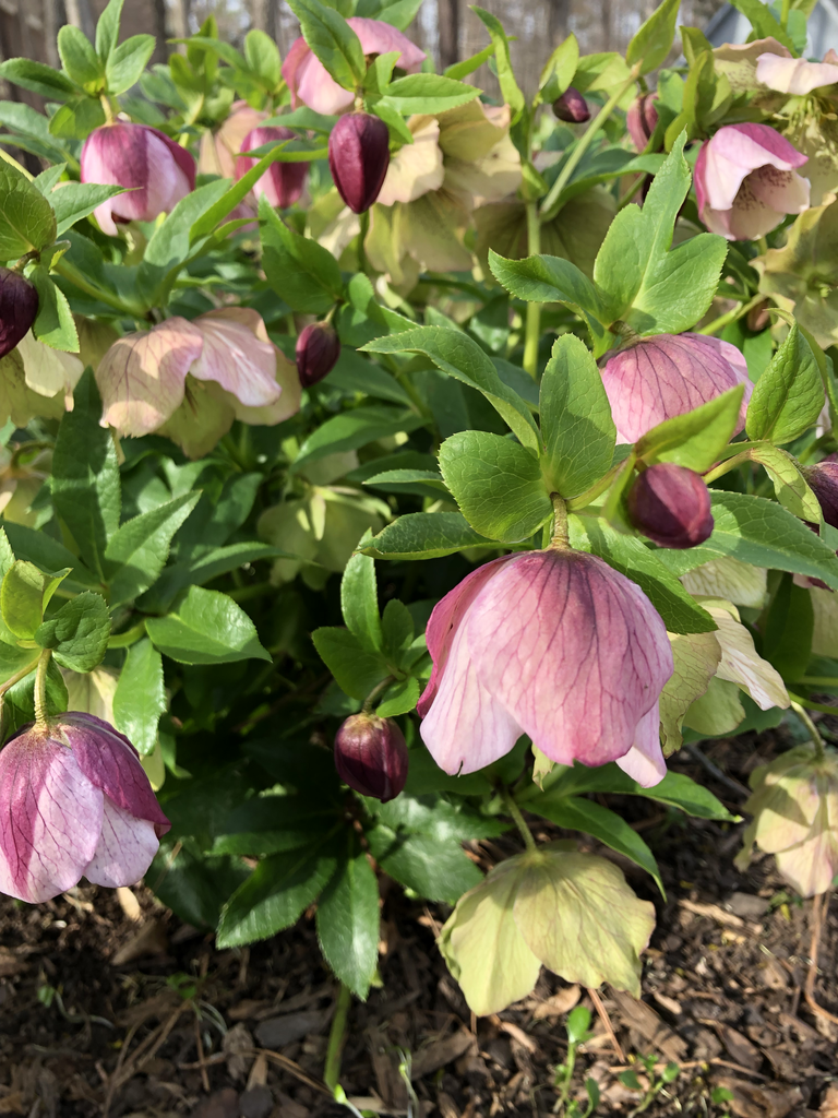 Foto de Helleborus (Helleboruss)