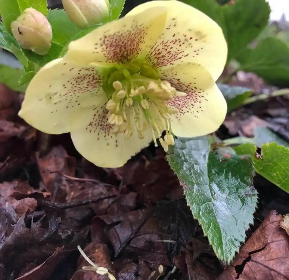 Foto de Helleborus (Helleboruss)
